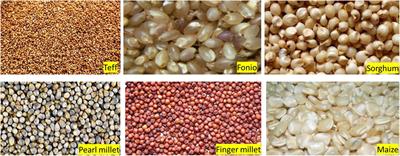 Classification of African Native Plant Foods Based on Their Processing Levels